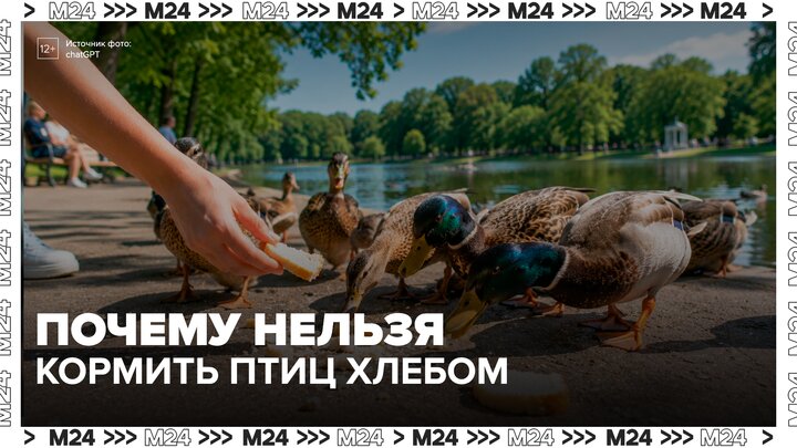 Директор Русского орнитологического общества объяснил, чем опасно кормление птиц в парках -Москва 24