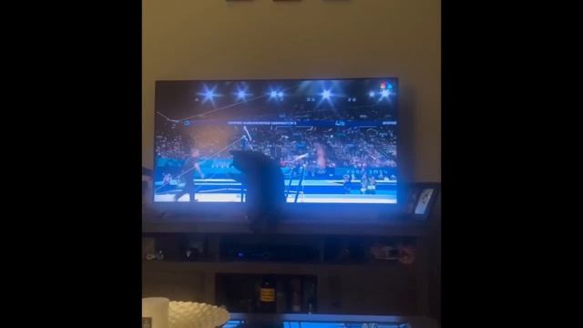 новые видео с котиками 2024 года