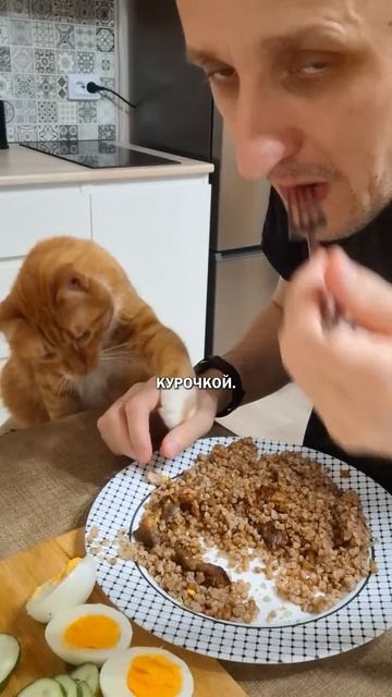 Коты и безопасность #коты
