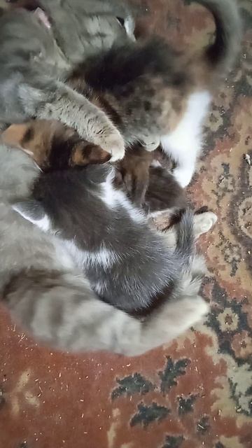 Мурка кормит своих и приёмных котят