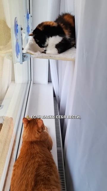 Коты гадалки #коты