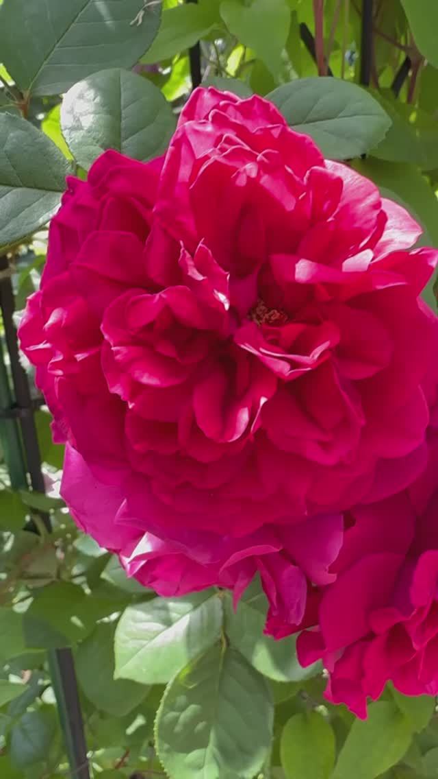 Тесс оф зе Дербервиль 🌺и Жена Поэта🌼