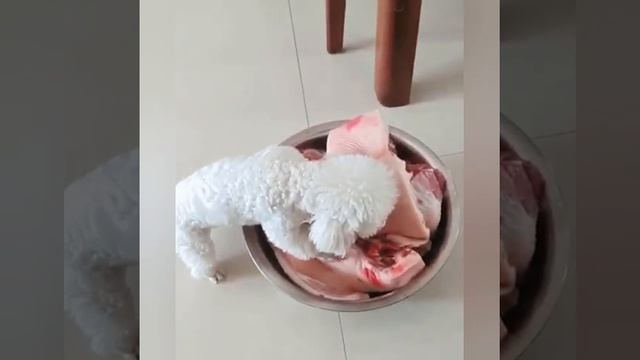 Моя! Моя прелесть!))