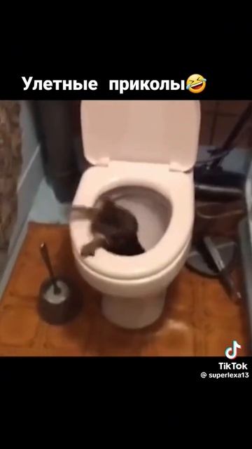 Улётное видео от которого точно захочется засмеяться🤣