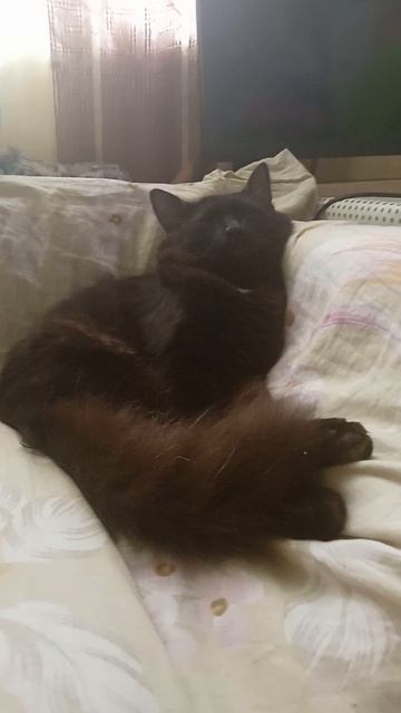 Мой Чёрный кот 🐱 Отдыхает 😴 на диване