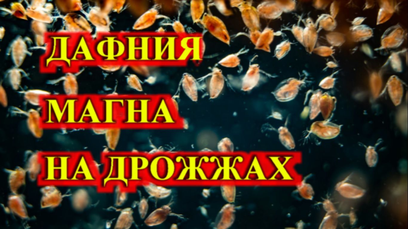 КАК ВЫРАСТИТЬ ДАФНИЮ МАГНА НА ДРОЖЖАХ