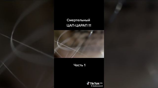 коты-прираждёные убийцы😨