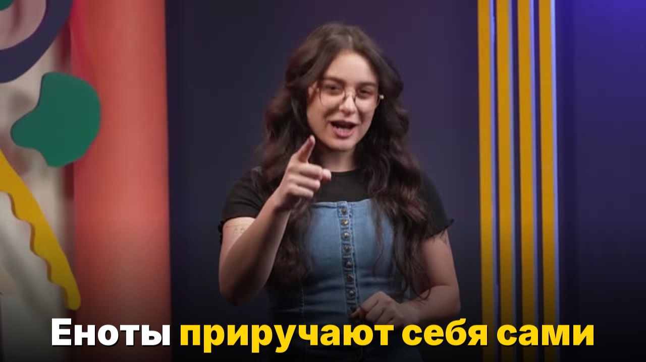 Еноты одомашнивают сами себя — как такое возможно