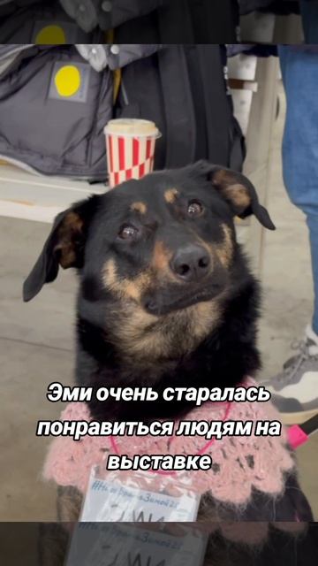Эми ищет дом. Москва