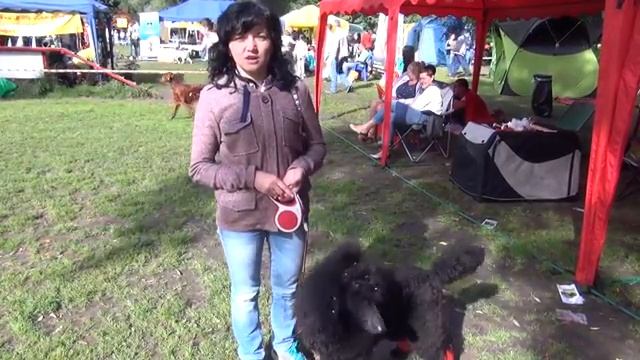 Видео-отзыв Лактис Зоо Пудель