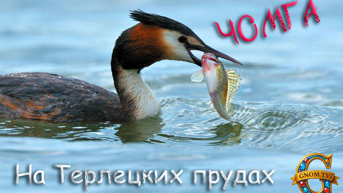 Чомги строят гнездо и кормят утят