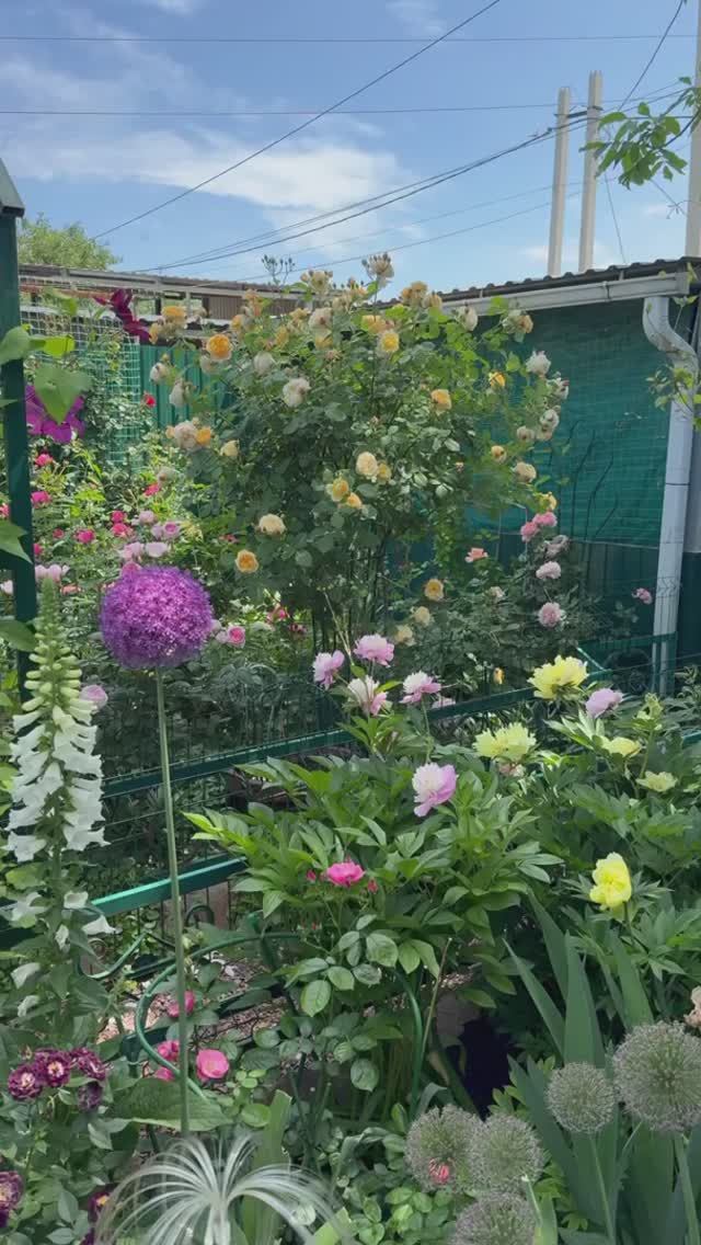 Утро в саду 💐 среди роз и пионов💐5 июня 26г