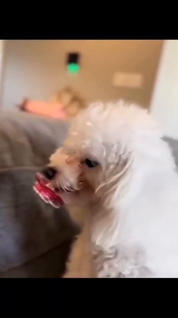 Клип @meowtaverse