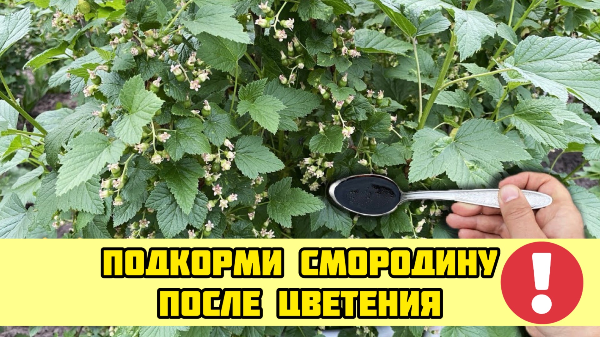 Всего три ложки под СМОРОДИНУ ПОСЛЕ ЦВЕТЕНИЯ! Ягода крупная проверено годами!