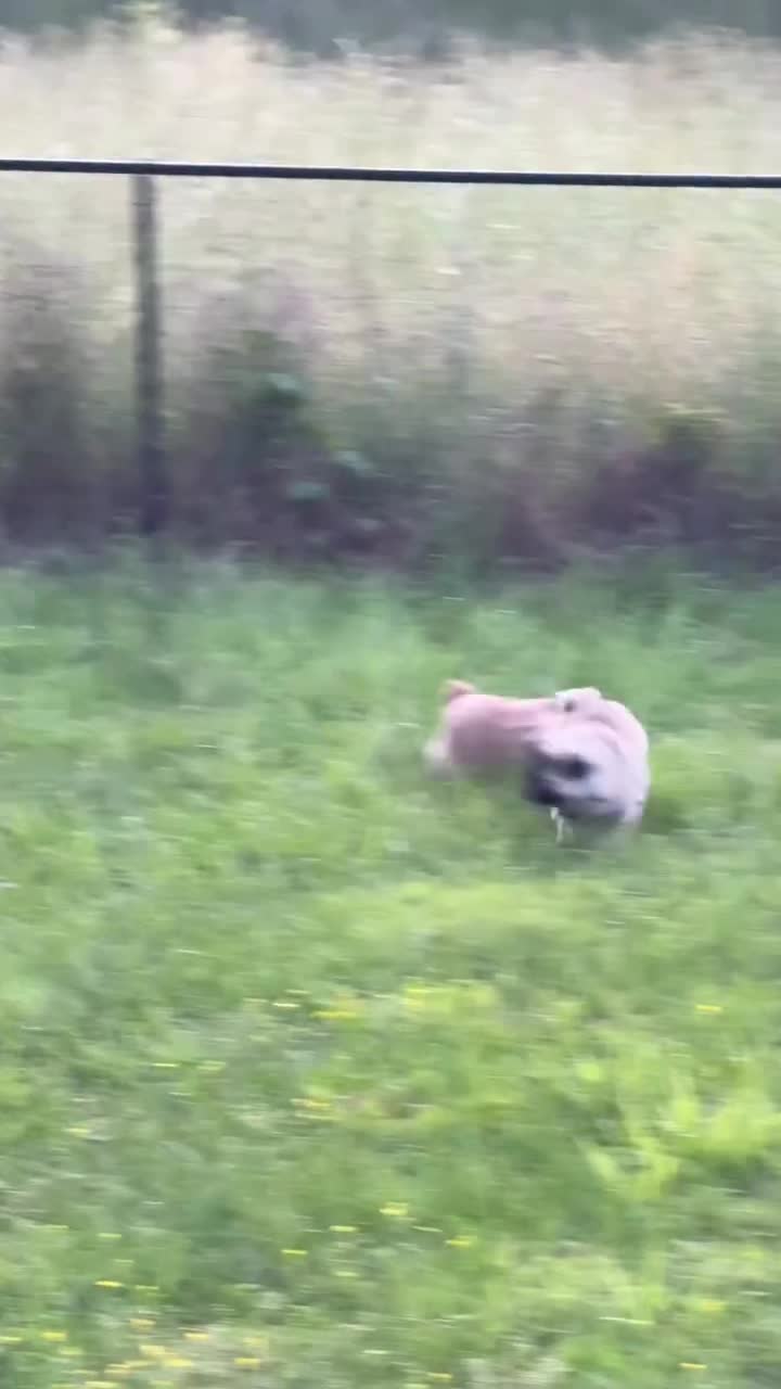 AQMbKvgV0CEc_GXUuKvOMrMJUGrIdeGz_RUQ1w6m_qA4pHSgIEKBB_Cs4bvBE1H.mp4