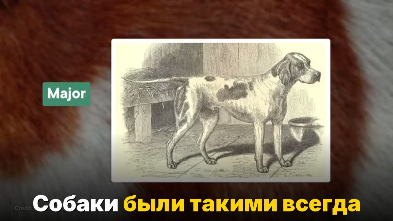 Почему собаки такие разные — и люди тут ни при чём