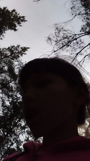 обзор на лес