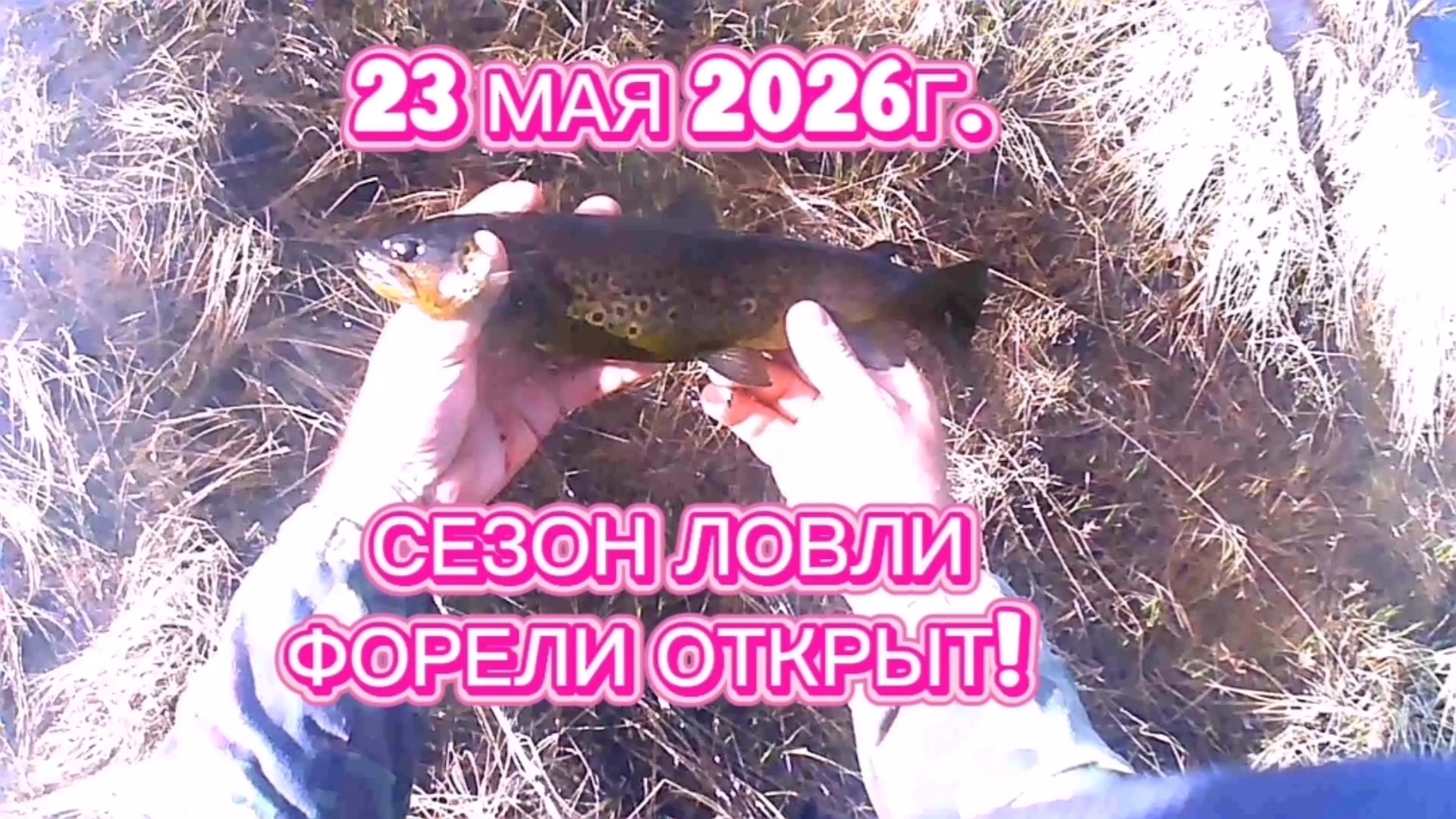 ФОРЕЛЕВЫЙ СЕЗОН ОТКРЫТ! ОТЛИЧНОЕ НАЧАЛО СЕЗОНА! ЛАЙКИ В СТУДИЮ! #рыбалка #ловляфорели #ловляначервя