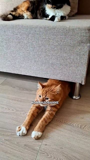 Коты трусишки #коты
