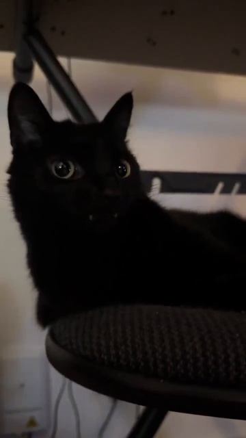 Клип @meowtaverse