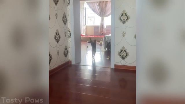 Смешные приколы над котами смешно очень!!!!!!