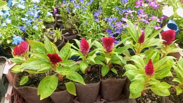 Мороженое  из  СССР. И БЕГОМ ПО РЫНКУ