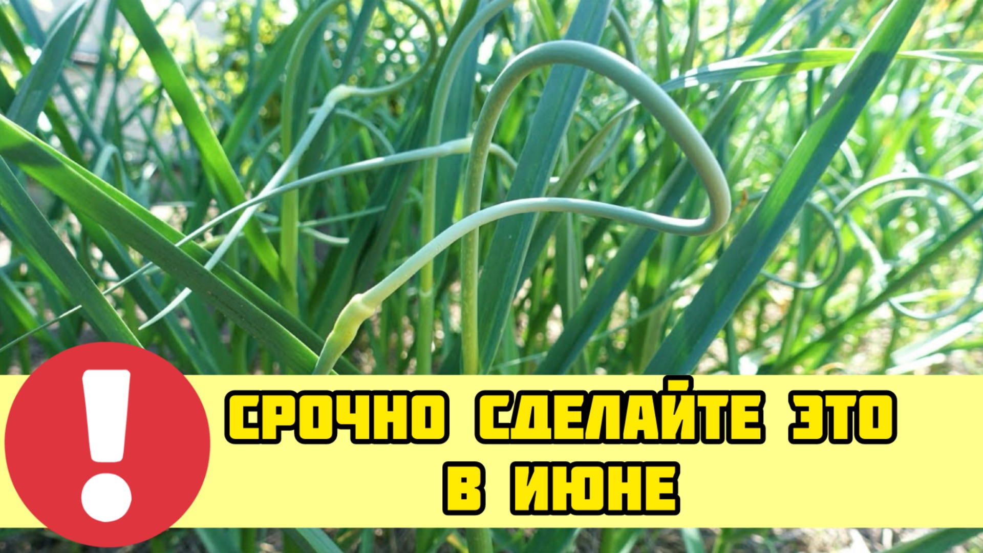 НЕ ВЫЛАМЫВАЙТЕ стрелку у чеснока пока не посмотрите это видео