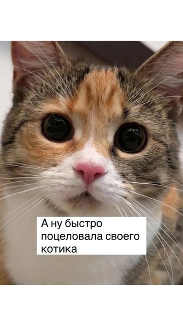 Кошачья вечеринка) Комиксы