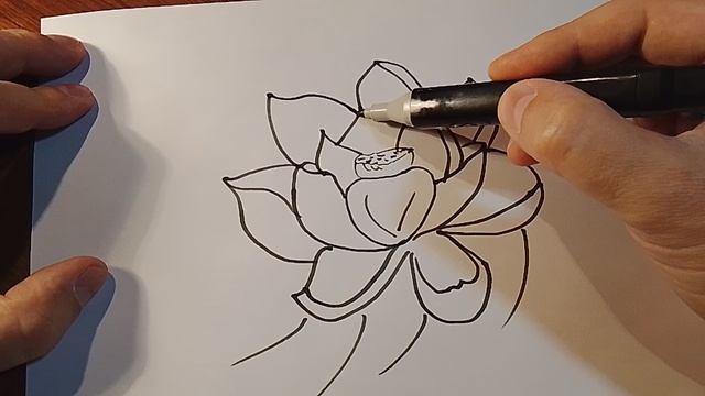 Лотос.