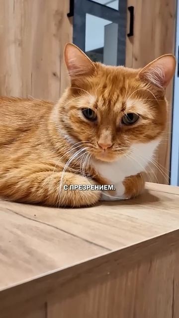 Как позвать кота #кот