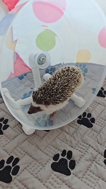 Фитнес у ёжика