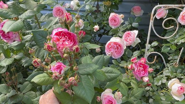 Какие некрасивые розы…написали мне! А вам как они, друзья?