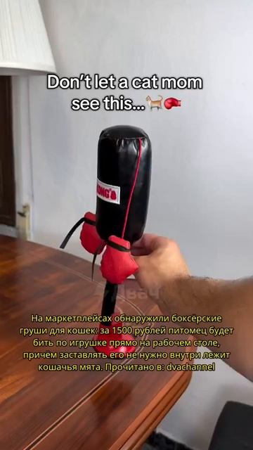 Коты теперь боксируют! 🥊 Уморительное изобретение