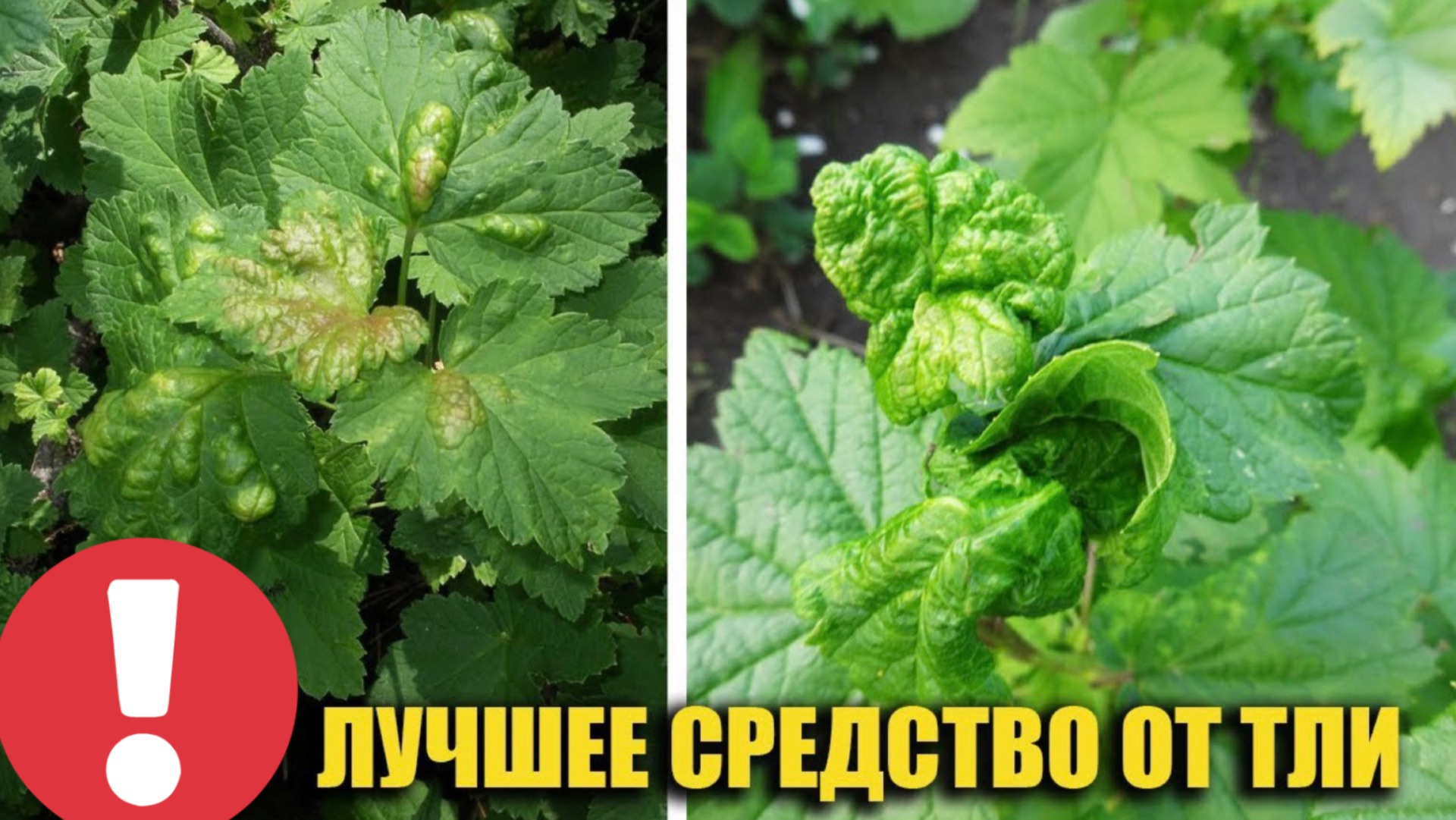 Тля на смородине? Забудьте о ней навсегда!