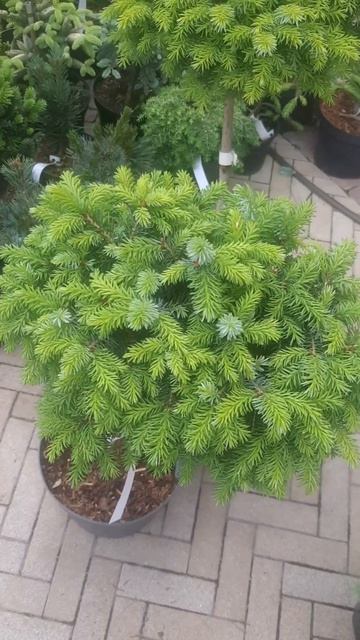 ❤🌲Ель Певе Тиджен на штамбе
✔Продажа растений в макс и телеграм канале: Https://t.me/love_is_hvoiny_