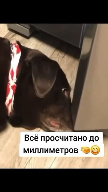 Прикол
