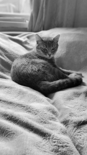 кошка