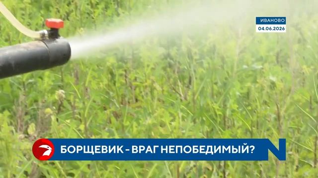 Ядовитый агрессор наступает: в Иванове нашли около 60 очагов борщевика