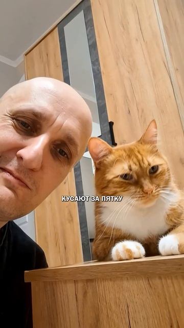 Хорошие отношения и кошатники #коты