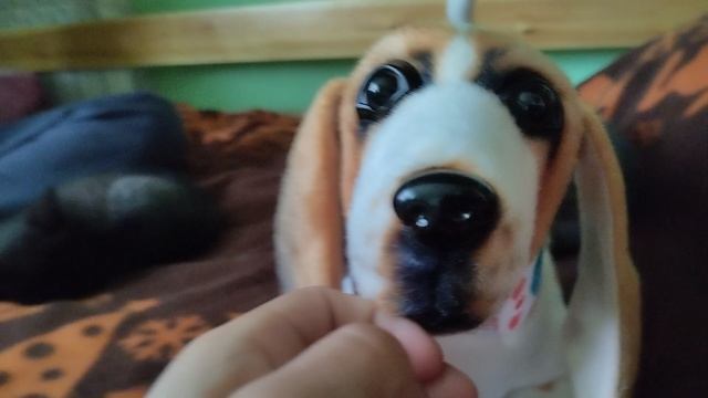 играю с моей собакой