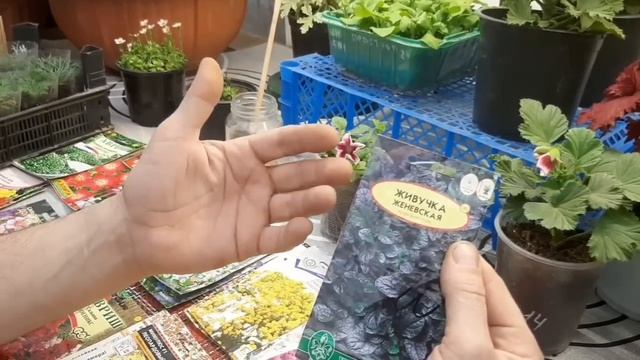 Эти цветы шикарно цветут все лето.