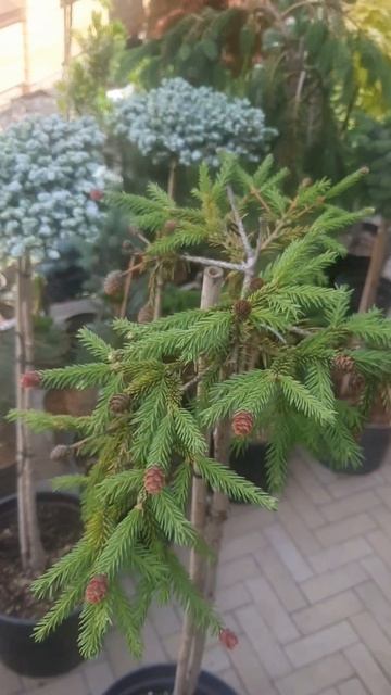 ❤🌲Ель Пуш на штамбе 
✔Продажа растений в макс и телеграм канале: Https://t.me/love_is_hvoiny_dvorik