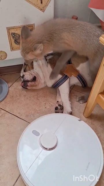 просто Кеша