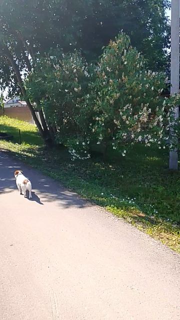 Сторожевая собака 05.06.2026.