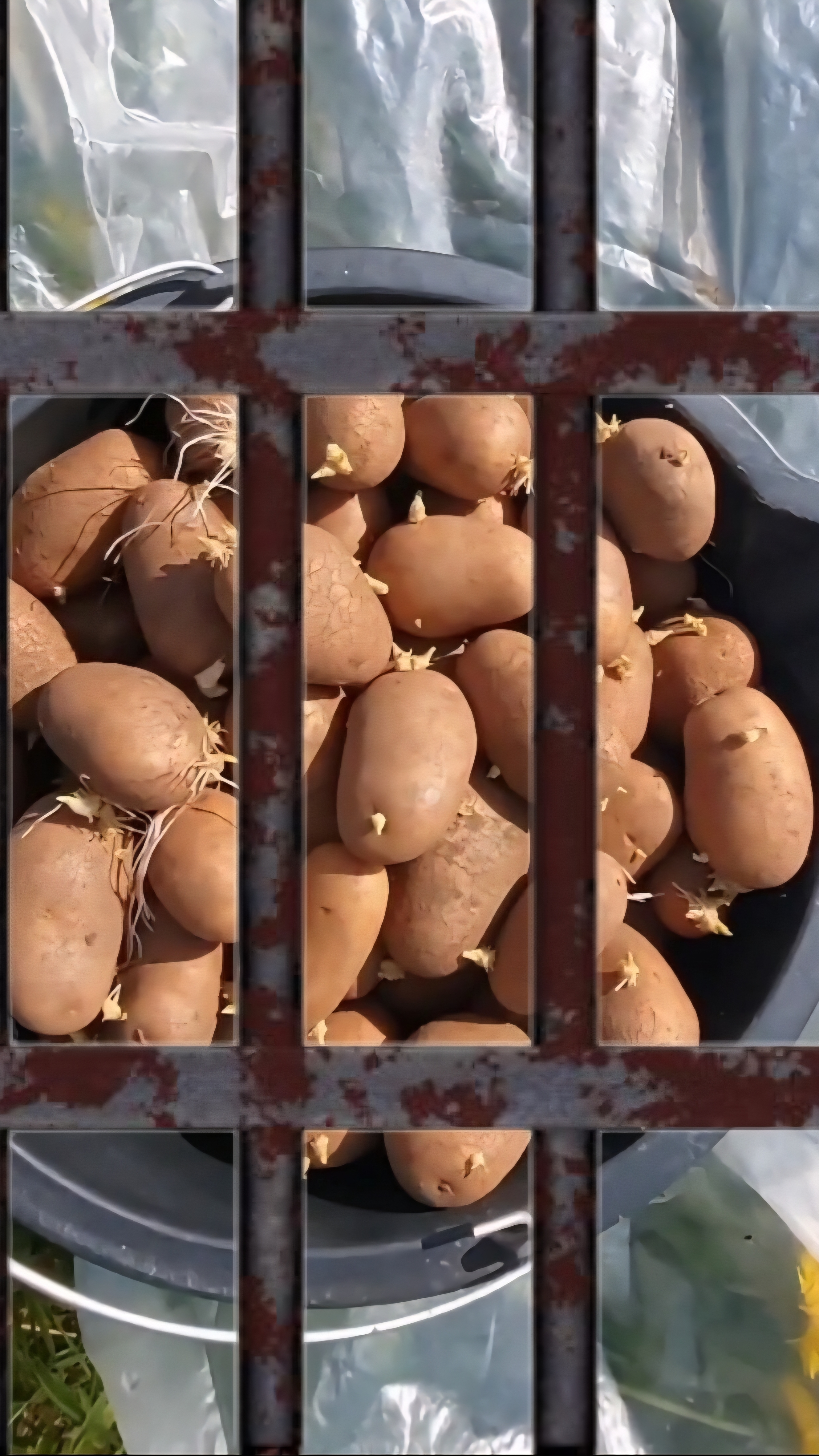 Я ПОСАДИЛ ЕЁ🥔🥔🥔🥔