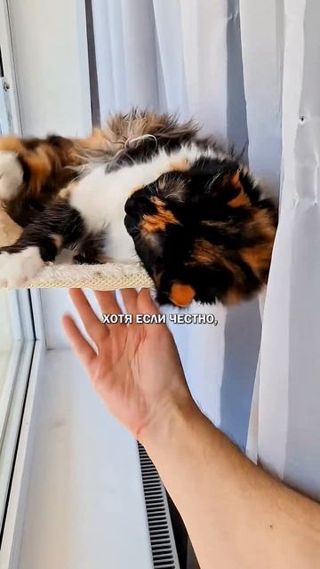 Одинокие и коты #коты