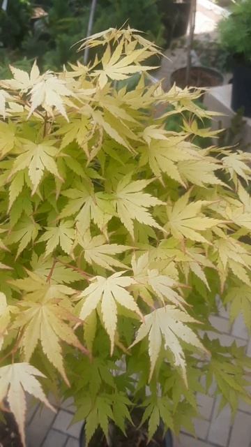 ❤🌲Клён Оранж Дрим на штамбе
✔Продажа растений в макс и телеграм канале: Https://t.me/love_is_hvoiny_