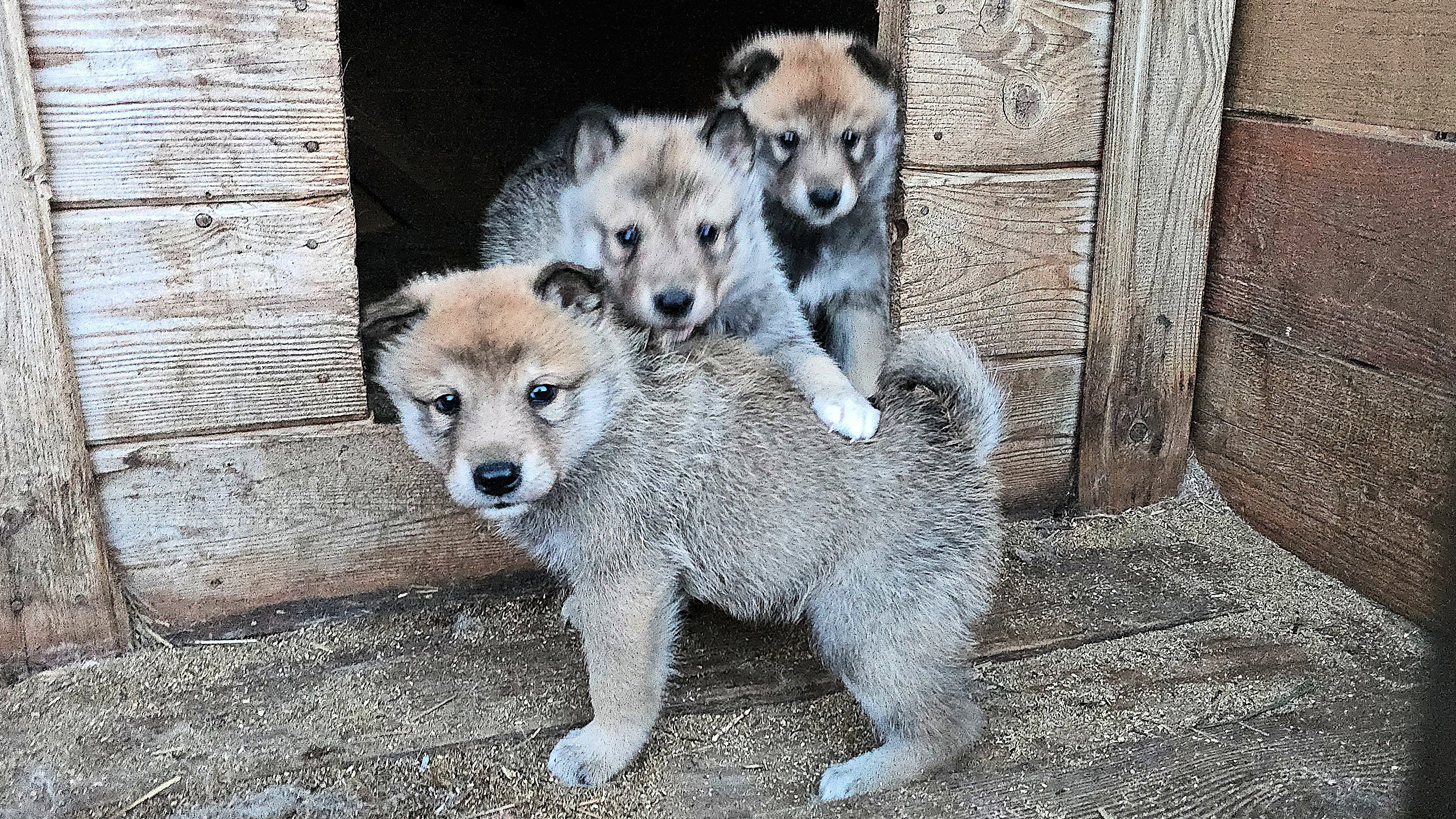 Щенки разошлись