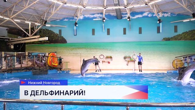 Посещение нижегородского дельфинария организовали для семей участников СВО