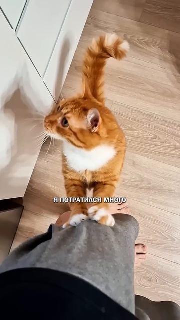 Пушистые мошенники #коты